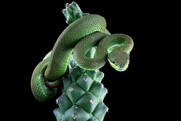 rắn lục đuôi đỏ 18