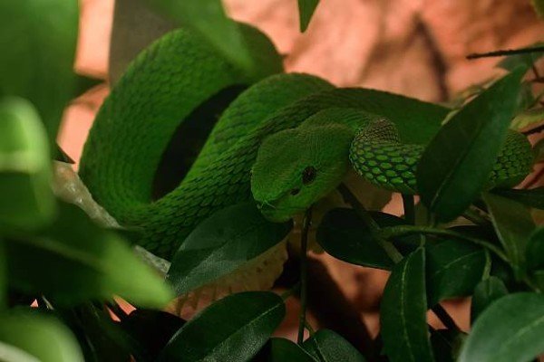 rắn lục đuôi đỏ 19