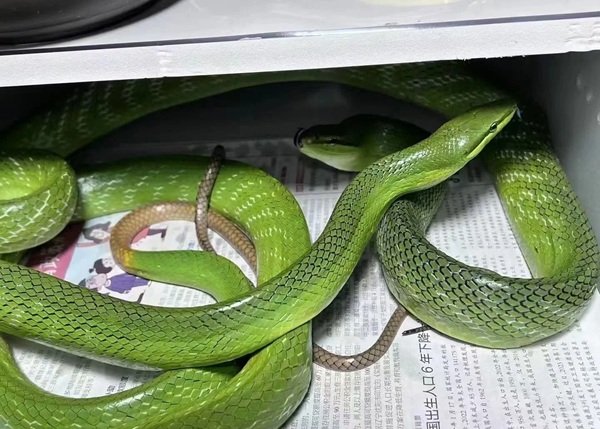 rắn lục đuôi đỏ 2