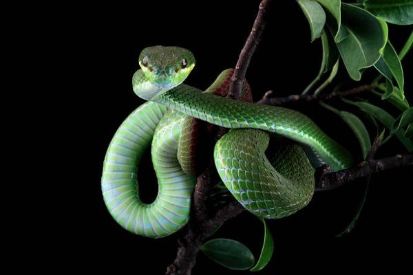 rắn lục đuôi đỏ 20