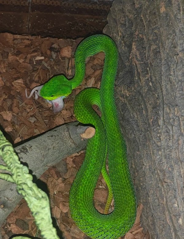 rắn lục đuôi đỏ 21