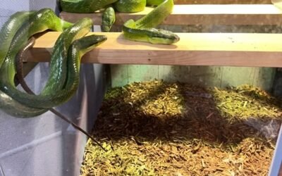 Rắn lục đuôi đỏ nguy hiểm đến đâu? Cần biết để phòng tránh