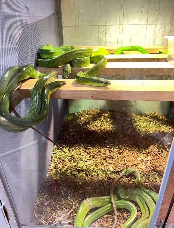 rắn lục đuôi đỏ 23