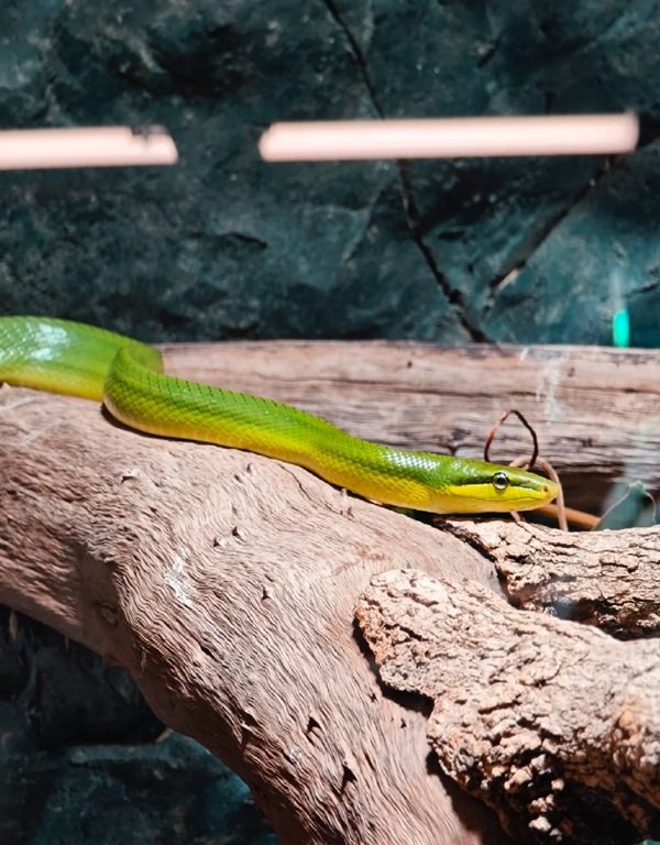 rắn lục đuôi đỏ 25