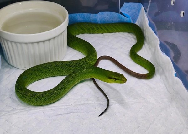 rắn lục đuôi đỏ 26