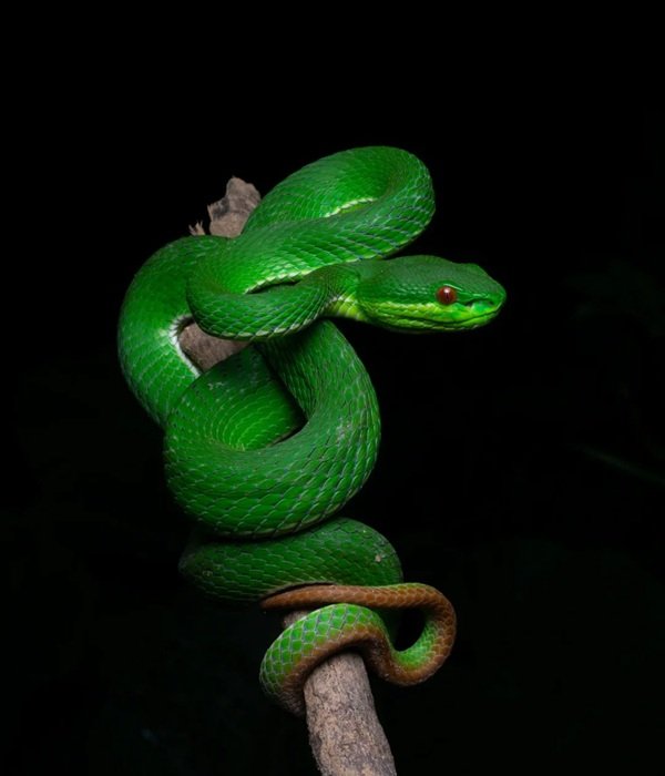 rắn lục đuôi đỏ 27