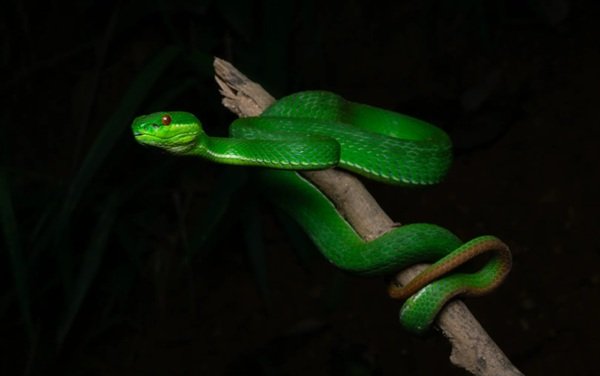rắn lục đuôi đỏ 28