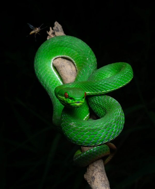 rắn lục đuôi đỏ 29