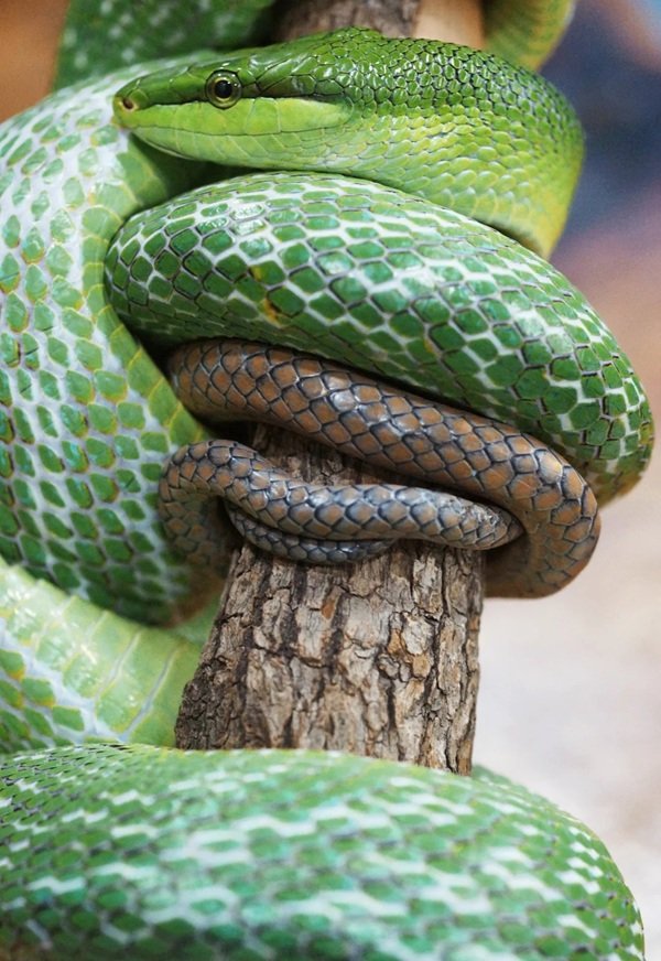 rắn lục đuôi đỏ 3