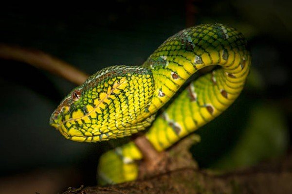 rắn lục đuôi đỏ 4