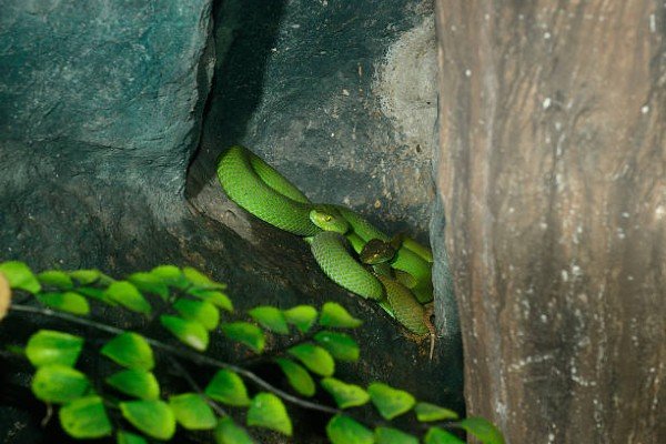 rắn lục đuôi đỏ 5