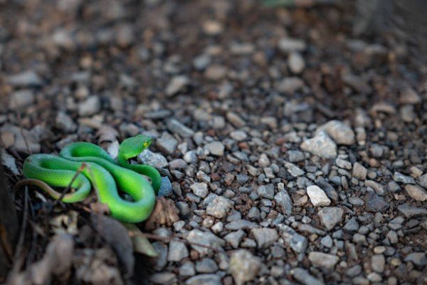 rắn lục đuôi đỏ 8