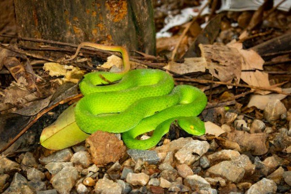 rắn lục đuôi đỏ 9