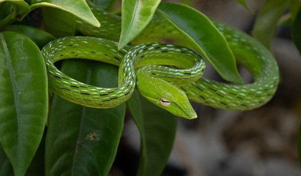 rắn lục kim 16
