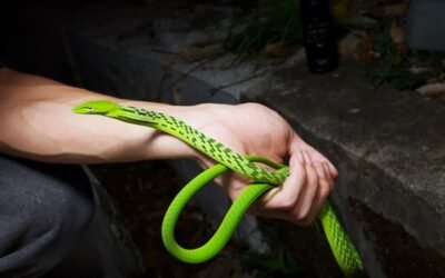 Rắn lục kim là loài rắn gì? Đặc điểm và mức độ nguy hiểm