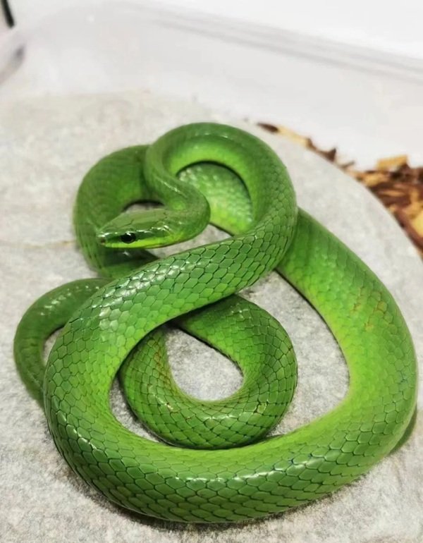 rắn lục kim 8