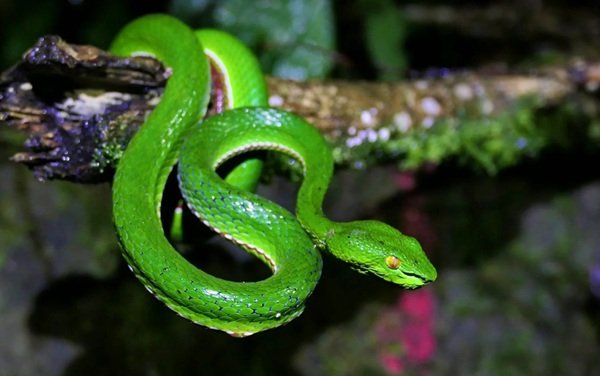 rắn lục xanh 10