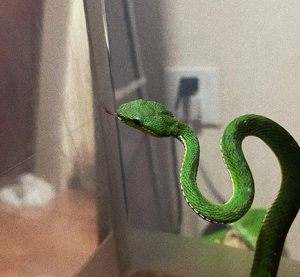 rắn lục xanh 12