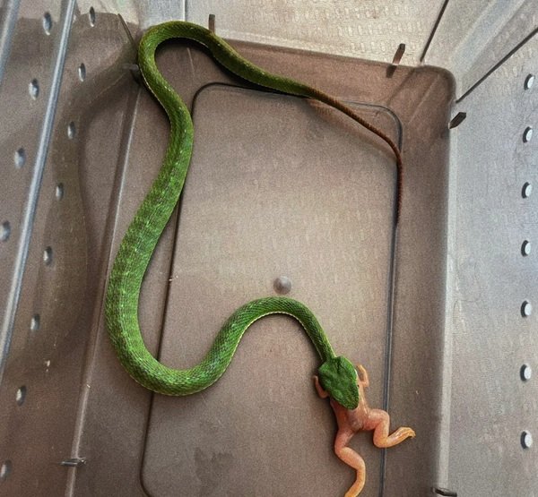 rắn lục xanh 13