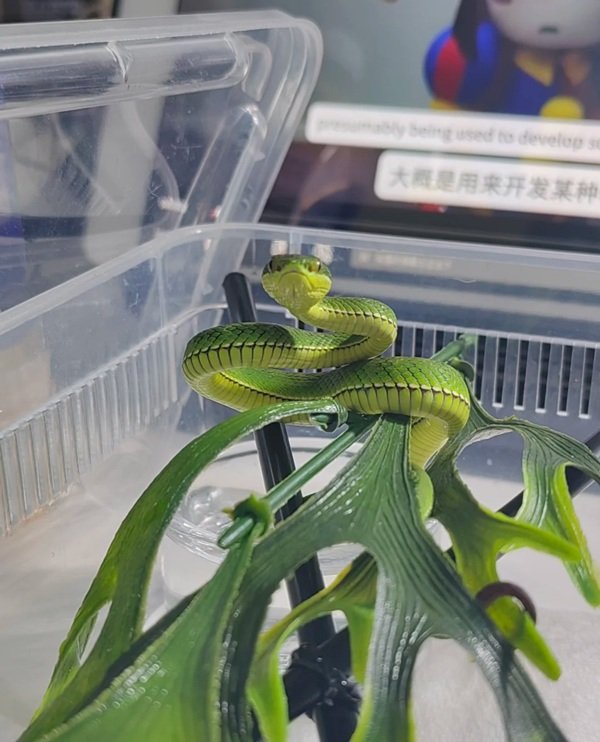 rắn lục xanh 14
