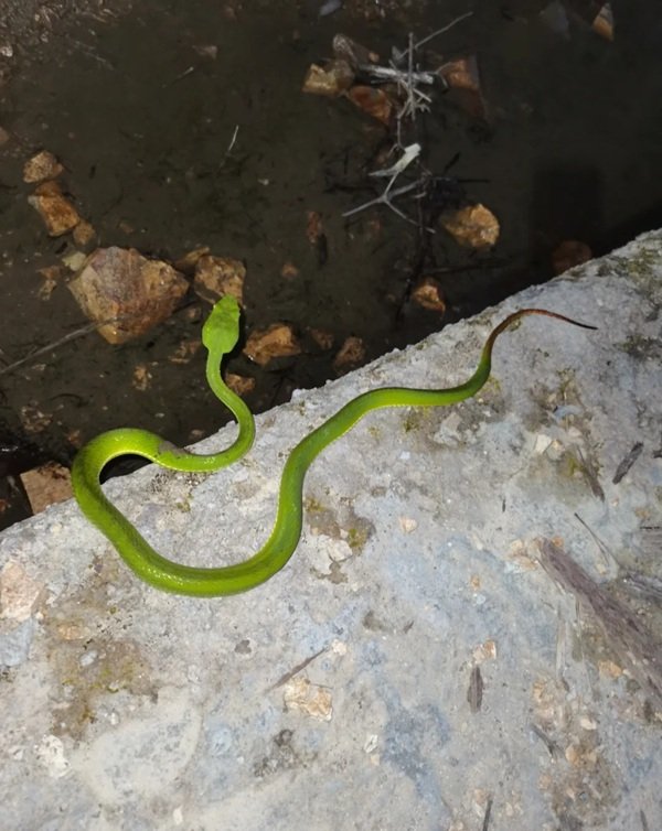 rắn lục xanh 17