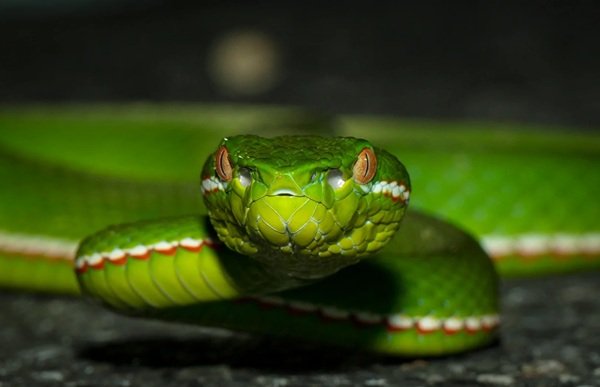 rắn lục xanh 18