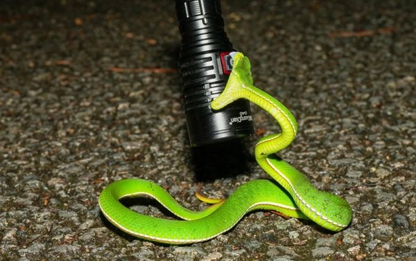 rắn lục xanh 19