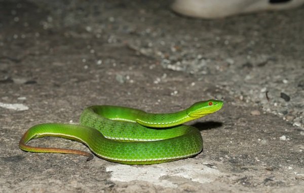 rắn lục xanh 21