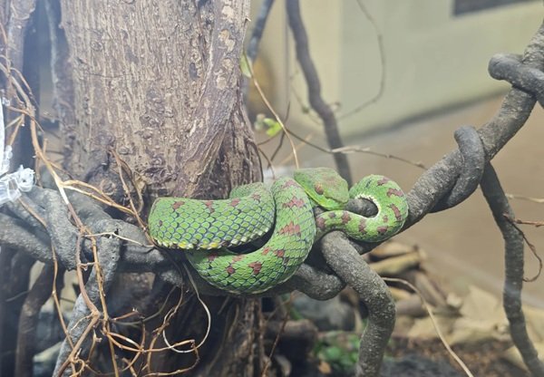 rắn lục xanh 23