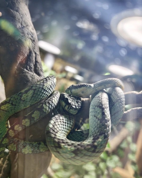 rắn lục xanh 24