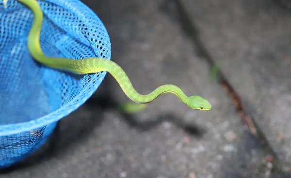rắn lục xanh 26