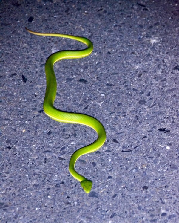 rắn lục xanh 31