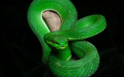 Rắn lục xanh: Loài rắn dễ gặp nhưng không thể chủ quan
