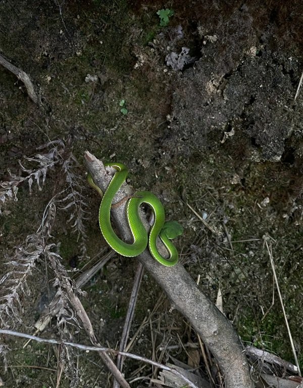 rắn lục xanh 37