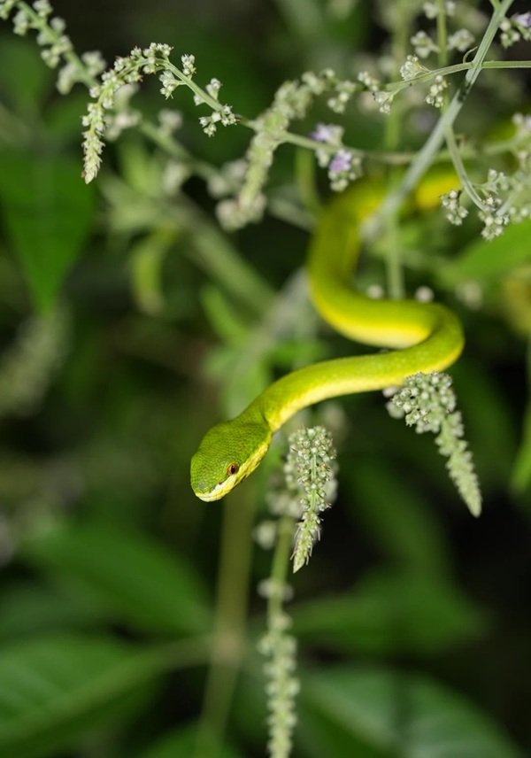 rắn lục xanh 4