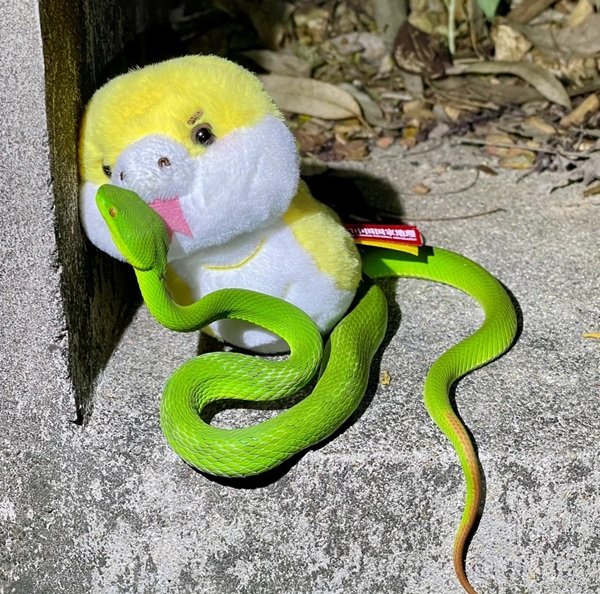 rắn lục xanh 7