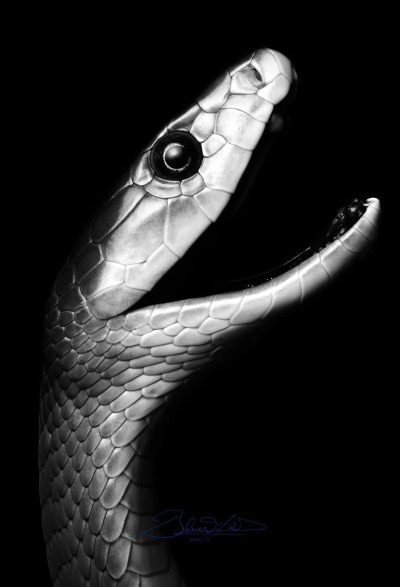 Rắn mamba đen với hình ảnh loài rắn độc nguy hiểm