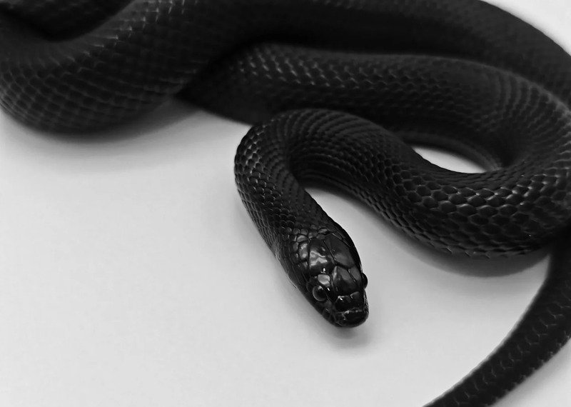 Hình ảnh loài rắn độc mamba đen đáng chú ý