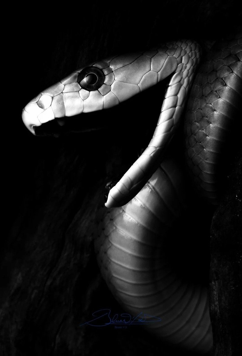 Ảnh rắn mamba đen trong khu rừng hoang dã
