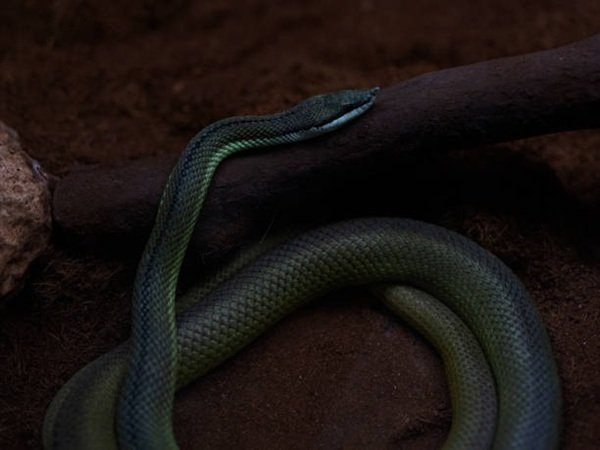 rắn mamba đen 13