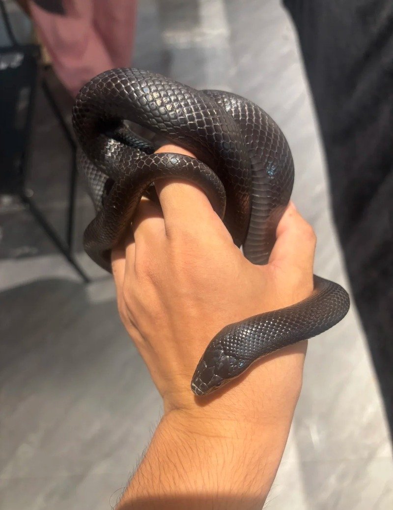 Ảnh động vật hoang dã với rắn mamba đen