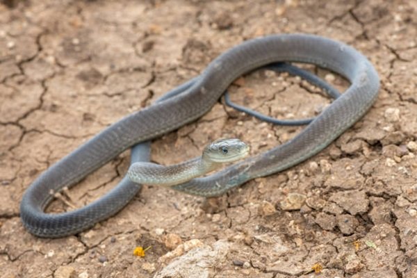 rắn mamba đen 15