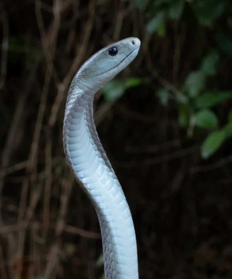 Hình ảnh rắn mamba đen trưởng thành