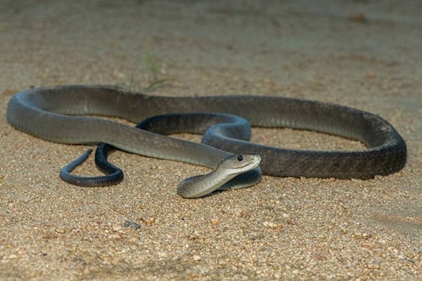 rắn mamba đen 17
