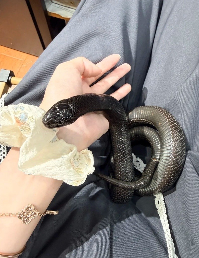 Ảnh rắn mamba đen với thân hình thon dài