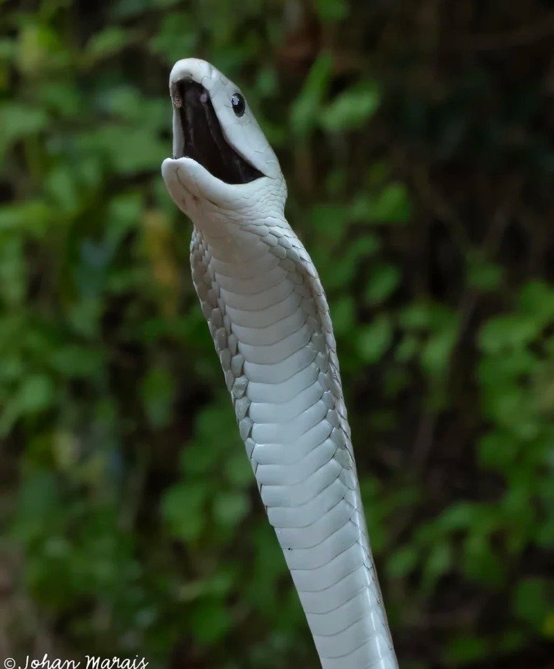 Rắn mamba đen đang bò giữa cỏ xanh