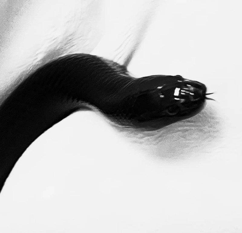 Rắn mamba đen trong môi trường sống tự nhiên