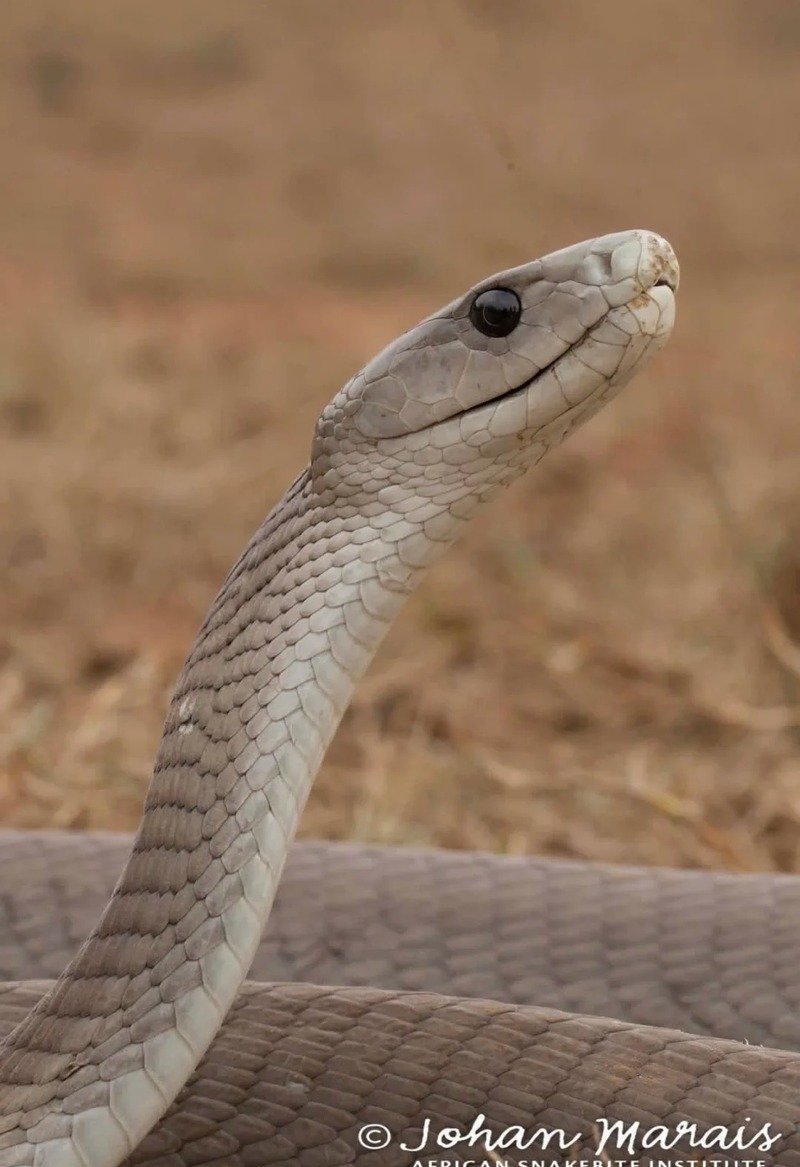 Hình ảnh cận cảnh vảy rắn mamba đen