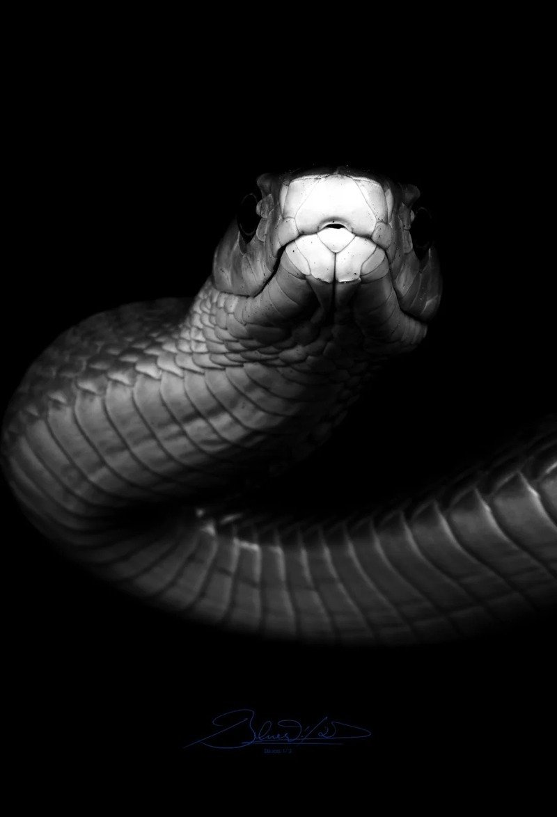 Rắn mamba đen với vẻ ngoài mạnh mẽ