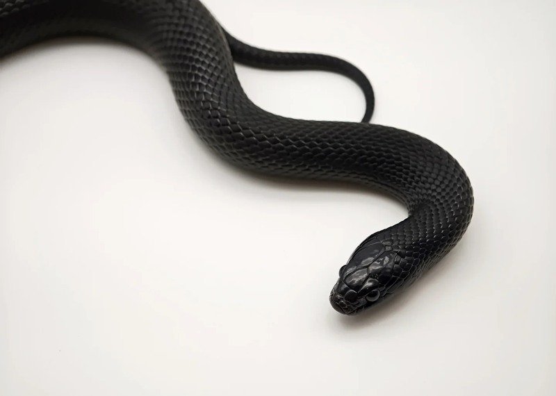 Ảnh rắn mamba đen giữa khung cảnh hoang dã